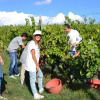 Отель Agriturismo Poggio alle Vigne, фото 25