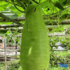 Отель Nankunshan Caiqingshanju Younan, фото 4