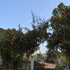 Отель Jheelam Homestay, фото 7