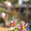Отель Mangshi Lanhuapan Homestay (Yi Nationality Ancient Town), фото 8