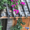 Отель Lijiang Juyouzhu Inn (Sifang Street Mufu Branch), фото 1
