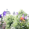 Отель Fleur de Lis Belvedere, фото 11