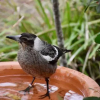 Отель Kookaburra Beach Cottage on Tallow, фото 12