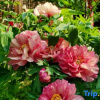 Отель Lixian Xiaoqiong Yujia Xinzhai Shop, фото 9