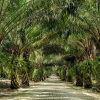 Отель Mangala Estate Boutique Resort - Small Luxury Hotel of the World, фото 15
