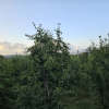 Отель Teona Kartepe Bungalov, фото 18