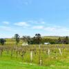 Отель Blueberry Hill Vineyard Studio Rose Room, фото 8