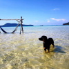 Отель Dolphin Bay resort, фото 16
