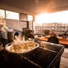 Отель Thor Villa, 5BHK-Private Pool-Cook-Caretaker, фото 4