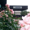 Отель Yxnerum Hotel & Conference, фото 1