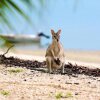 Отель Crab Claw Island Resort, фото 4