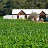 Отель Vineyard Cottage at Upper Reach Winery, фото 7