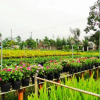 Отель Flower Village Homestay, фото 23
