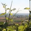 Отель Schwarzer Adler Weingut, фото 8