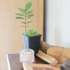 Отель Baisha 35 Homestay, фото 12