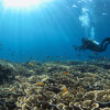 Отель Turtle Bay Dive Resort, фото 29