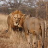 Отель Leopard Mountain Safari Lodge, фото 33