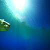 Отель The Cove at Atlantis, фото 25