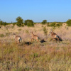 Отель Chobe Sunset Chalets, фото 33