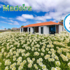 Отель In peaceful Prazeres with seaview and pool – Orchid Studio in Quinta Inácia, фото 1