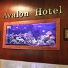 Отель Avalon Hotel & Conference Center, фото 14
