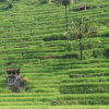 Отель Homestay Mbah Cip Sriharjo, фото 13