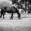 Отель Caladdi Bed and Breakfast, фото 2
