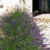 Отель Maison Lavande Chambres d'Hôtes, фото 8