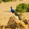 Отель Akty Jaisalmer, фото 27