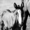 Отель San Giacomo Horses & Agriturismo, фото 7