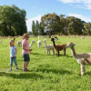 Отель Silverstream Alpaca Farmstay and Tour, фото 21