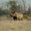 Отель Uukwaluudhi Safari Lodge, фото 23