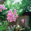 Отель Bua Guest House, фото 34