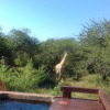 Отель Marloth Kruger Whispering Ants, фото 12