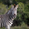 Отель Hlosi Game Lodge - Amakhala Game Reserve, фото 18