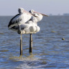 Отель Pelican Perch Retreat, фото 8
