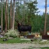 Отель Daven Haven Lodge & Cabins, фото 7