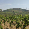 Отель Quinta dos Padrinhos - Suites in the Heart of the Douro, фото 17
