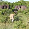 Отель Olumara Tented Camp, фото 17