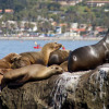 Отель La Jolla Cove Suites, фото 27