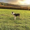 Отель Characteristic 6-bed Cottage on Exmoor, фото 10