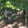 Отель Sítio Morada do Pai, фото 26
