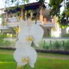 Отель Villa Annapurna Bali в Бали
