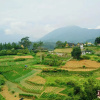 Отель Puncak Inn Resort Hotel, фото 5