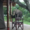 Отель Queen Elizabeth Bush Lodge, фото 2