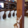 Отель Salama Bling Beach Resort, фото 6