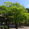 Отель Watarase Onsen Hotel, фото 10