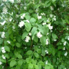 Отель Jasmine Apartamenti, фото 8