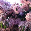 Отель Villa Mimosa, фото 25