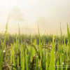 Отель KowitFarmstay, фото 3